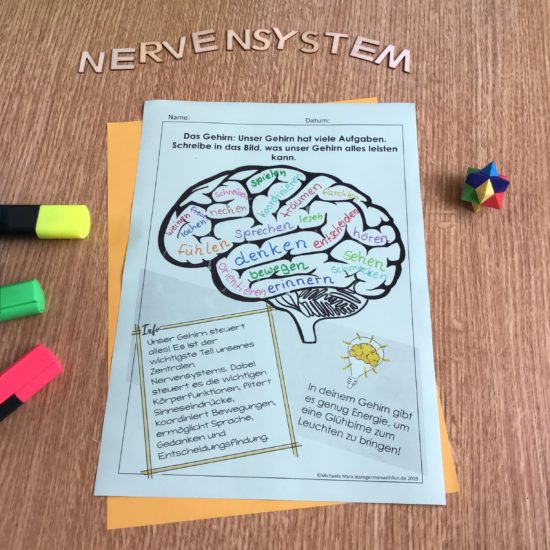 Unterrichtsmaterial Nervensystem Gehirn Nerven